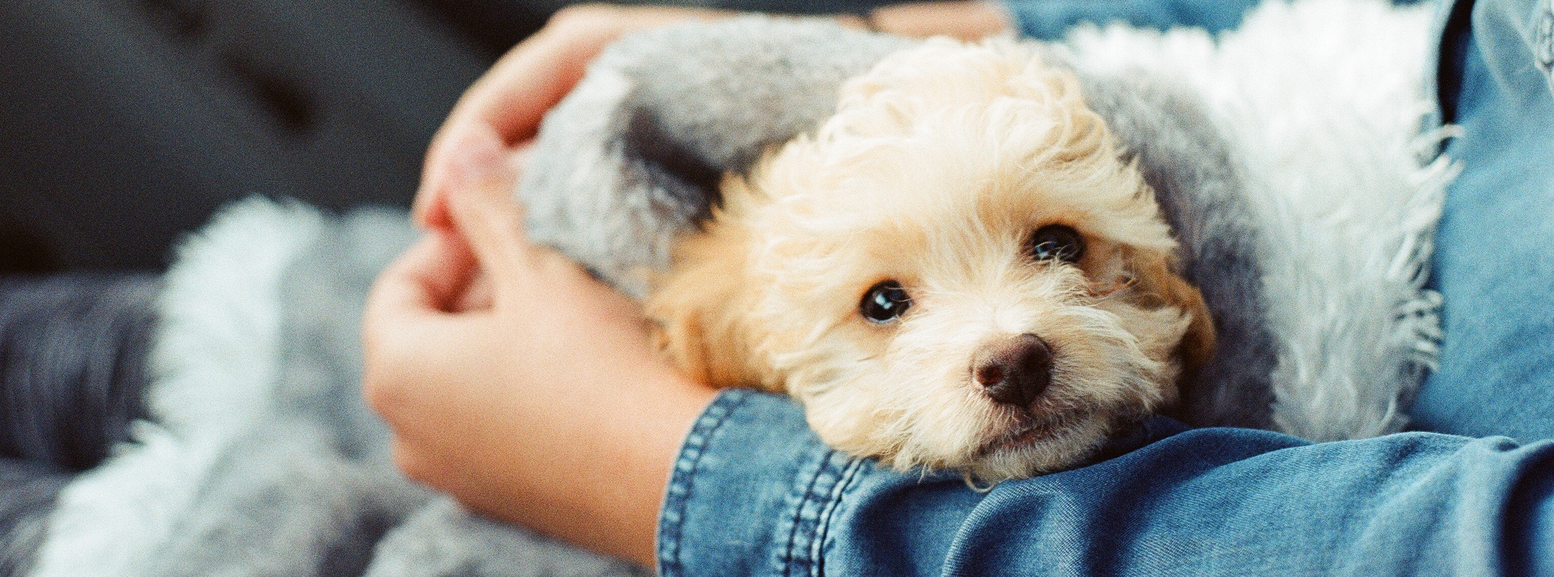 Making Politics Go Viral (Like Puppies)